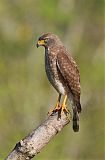 Roadside Hawk